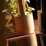 Che Tipo Di Vaso Per Bonsai Di Olmo Campestre Scegli il vaso adeguato per il bonsai di olmo campestre