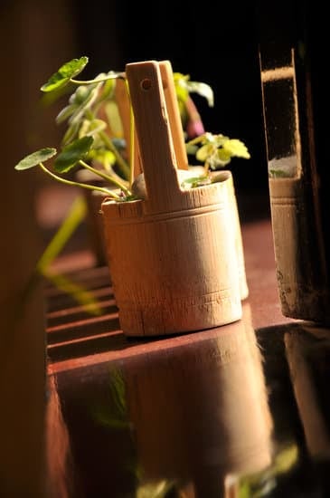 Che Tipo Di Vaso Per Bonsai Di Olmo Campestre 1 Scegli il vaso adeguato per il bonsai di olmo campestre