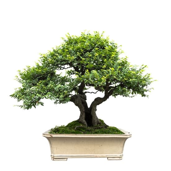 Applica fungicida/insetticida sui bonsai secondo le istruzioni