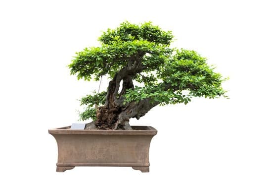 Scopri come vaporizzare la chioma del bonsai per mantenerla sana e curata