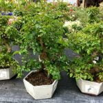 Come Mantenere Foglie Piccole Bonsai consigli per cura ottimale e dimensioni ridotte