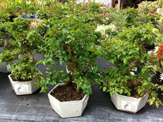 Come Mantenere Foglie Piccole Bonsai 1 consigli per cura ottimale e dimensioni ridotte