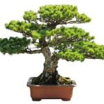 Come Costruire Un Vaso Easy Car Per Bonsai Guida passo dopo passo su come costruire un vaso easy car per bonsai