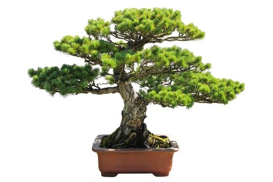 Come Costruire Un Vaso Easy Car Per Bonsai 1 Guida passo dopo passo su come costruire un vaso easy car per bonsai