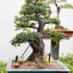 Scopri come e quando annaffiare un bonsai per mantenerlo sano e rigoglioso