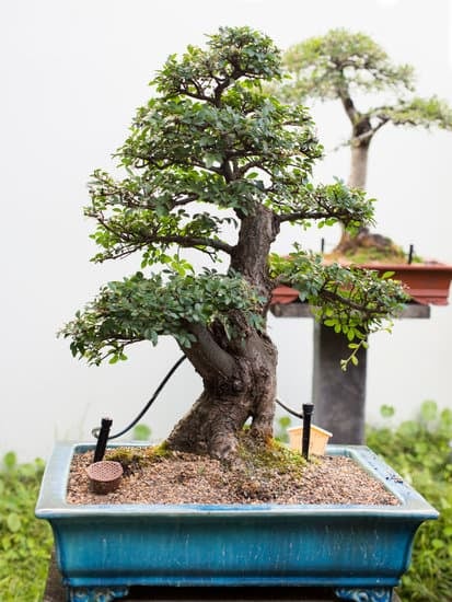 Scopri come e quando annaffiare un bonsai per mantenerlo sano e rigoglioso
