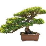 Come Fare Un Bonsai Di Portulacaria passo dopo passo