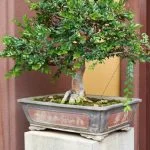 Scopri quanto bagnare un bonsai per mantenerlo sano e forte