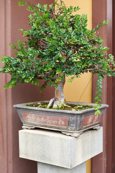 Scopri quanto bagnare un bonsai per mantenerlo sano e forte