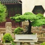 Come Concimare Bonsai Scopri come concimare bonsai per una crescita sana ed equilibrata