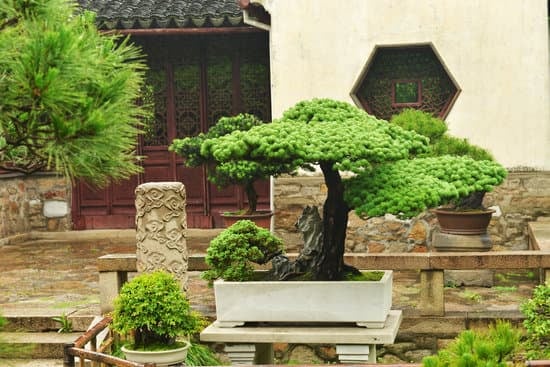 Come Concimare Bonsai 1 Scopri come concimare bonsai per una crescita sana ed equilibrata