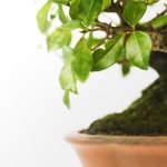 Segreti su come fare la curva ad un bonsai