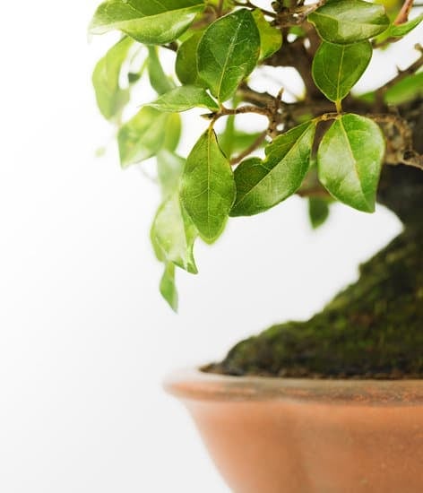Come Fare La Curva Ad Un Bonsai 1 Segreti su come fare la curva ad un bonsai