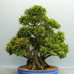 Come Piantare Semi Di Bonsai Di Pino Scopri come piantare semi di bonsai di pino con tecniche efficaci
