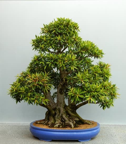 Come Piantare Semi Di Bonsai Di Pino 1 Scopri come piantare semi di bonsai di pino con tecniche efficaci