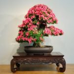 Quando Potare Un Melo Bonsai Scopri quando potare un melo bonsai per una crescita ottimale e fruttificazione rigogliosa