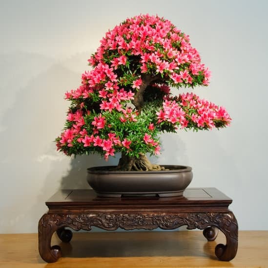 Quando Potare Un Melo Bonsai 1 Scopri quando potare un melo bonsai per una crescita ottimale e fruttificazione rigogliosa