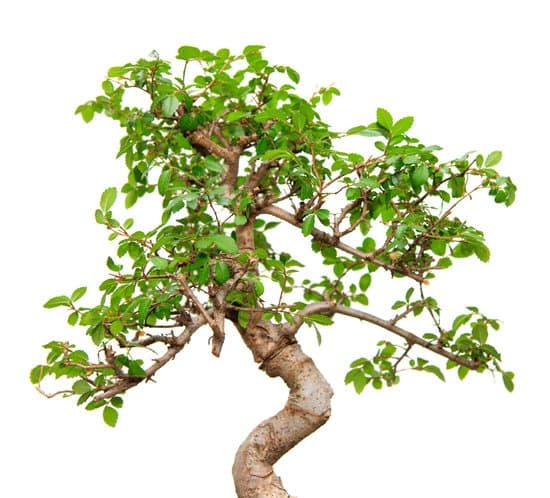 Cosa Usade Come Vado.Bonsai 1 Scopri cosa usare come vaso per i tuoi bonsai in modo creativo e funzionale