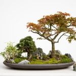 consigli pratici per la cura delle piante in miniatura