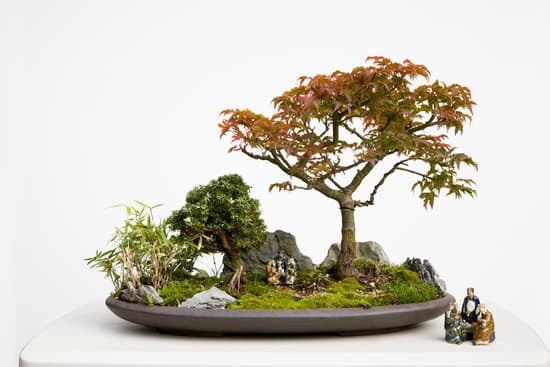 Come Si Innaffia Il Bonsai 1 consigli pratici per la cura delle piante in miniatura