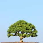 Come Creare Bonsai Di Pino Guida completa su come creare bonsai di pino, passo dopo passo