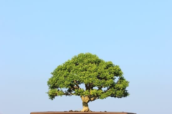 Guida completa su come creare bonsai di pino, passo dopo passo