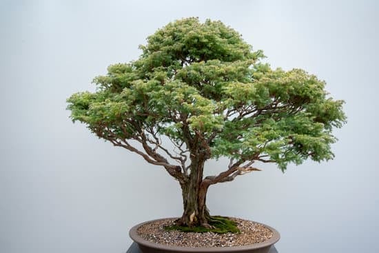Il bonsai ha piccole foglioline che donano un aspetto armonioso