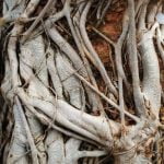 Come Ridurre Una Pianta a Bonsai Utilizza metodi specifici per ridurre le dimensioni di una pianta e trasformarla in un bonsai