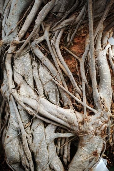 Come Ridurre Una Pianta a Bonsai 1 Utilizza metodi specifici per ridurre le dimensioni di una pianta e trasformarla in un bonsai