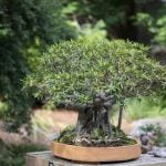 Come Curare Bonsai Pepper Tree Segui le istruzioni sulla cura del Bonsai Pepper Tree
