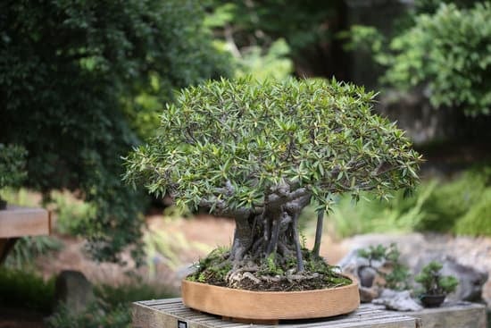 Come Curare Bonsai Pepper Tree 1 Segui le istruzioni sulla cura del Bonsai Pepper Tree