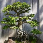 Cosa Significa Letteralmente La Parola Bonsai Scopri il significato letterale della parola 'bonsai' e approfondisci la sua origine e storia