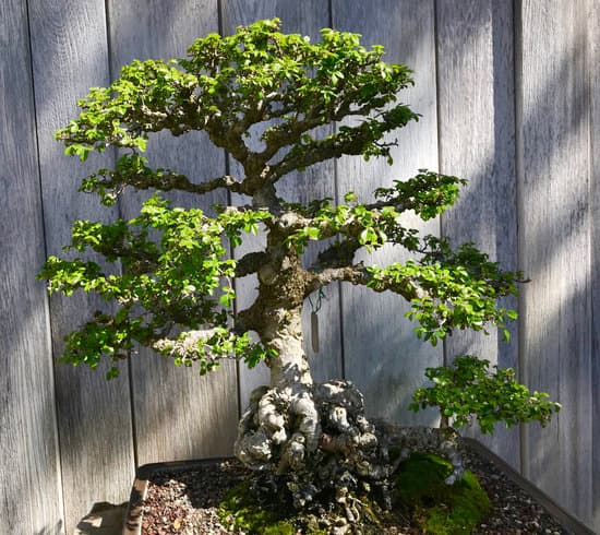 Cosa Significa Letteralmente La Parola Bonsai 1 Scopri il significato letterale della parola 'bonsai' e approfondisci la sua origine e storia