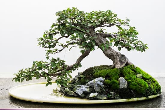 Come Potare Le Nuove Cacciate Del Fico Carica Bonsai 1 Segui le tecniche specifiche per potare le nuove cacciate del fico carica bonsai