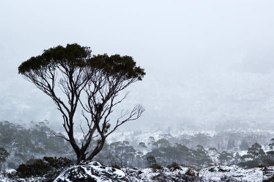 Come Si Pota Un Bonsai Ginseng 1 Scopri i segreti su come si pota un bonsai ginseng e mantieni la sua bellezza