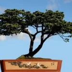 Consigli per recuperare un bonsai quando perde tutte le foglie