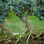 Come Utilizzare Lo Sfagno in Bonsai Guida pratica su come utilizzare lo sfagno in bonsai per la salute delle piante
