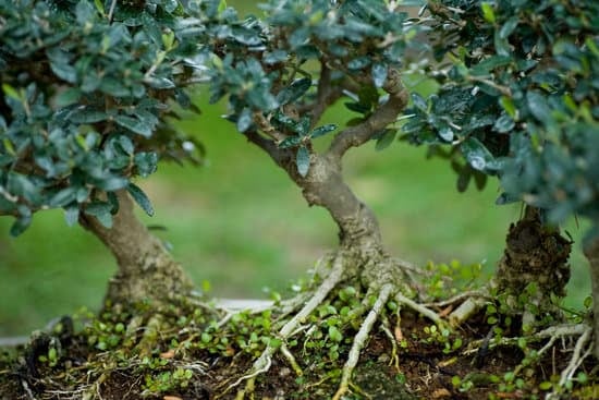 Guida pratica su come utilizzare lo sfagno in bonsai per la salute delle piante