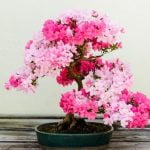 Come Curare Un Bonsai Olmo Cinese Scopri come curare un bonsai olmo cinese con i nostri consigli esperti