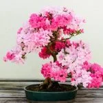 Scopri come curare un bonsai olmo cinese con i nostri consigli esperti