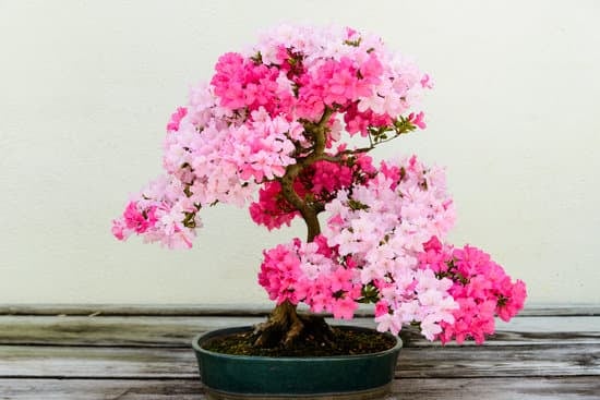 Come Curare Un Bonsai Olmo Cinese 1 Scopri come curare un bonsai olmo cinese con i nostri consigli esperti