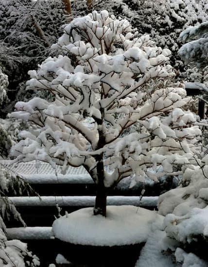 I consigli su quante volte innaffiare un bonsai