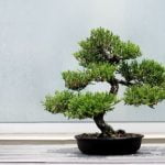 Che Terriccio Usare X Bonsai Olivo Scegli il terriccio apposito per bonsai olivo per garantire la salute delle tue piante