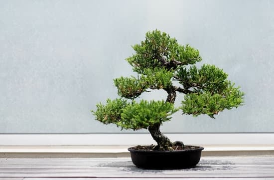 Che Terriccio Usare X Bonsai Olivo 1 Scegli il terriccio apposito per bonsai olivo per garantire la salute delle tue piante