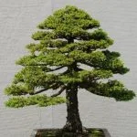 consigli per la potatura e la concimazione