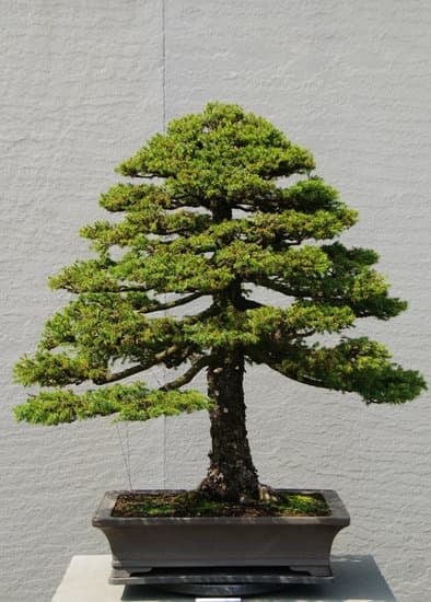 consigli per la potatura e la concimazione