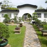 Come.Fare Un.Bonsai Di Melograno Guida passo per passo su come fare un bonsai di melograno