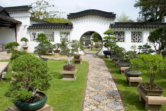 Come.Fare Un.Bonsai Di Melograno 1 Guida passo per passo su come fare un bonsai di melograno