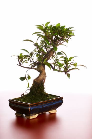 Scopri quando potare il bonsai per garantirne la salute e bellezza