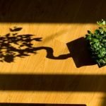 Utilizza Sprintene per Bonsai seguendo le istruzioni del produttore per ottenere i migliori risultati